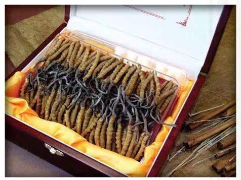 龙楼镇冬虫夏草回收